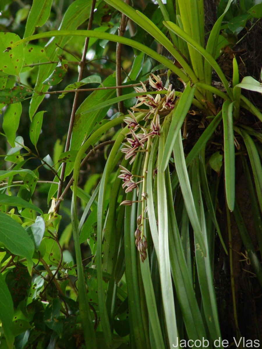 Cymbidium aloifolium (L.) Sw.